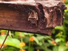 Parawixia