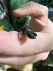 Plethodon cylindraceus