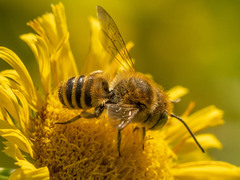 Eutricharaea