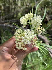 Asclepias subverticillata