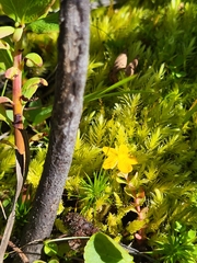 Hypericum anagalloides