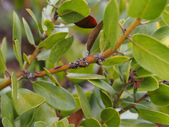 Arctostaphylos tomentosa hebeclada