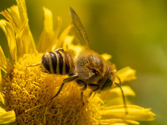 Eutricharaea