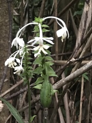 Calanthe triplicata