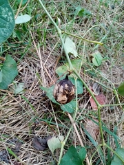Aristolochia