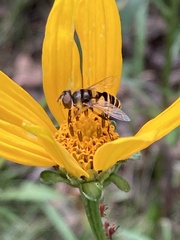 Eristalis transversa