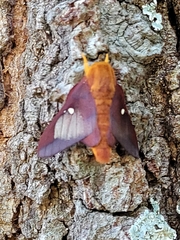 Anisota pellucida