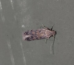Spodoptera exigua