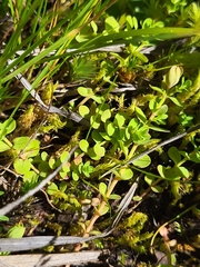 Hypericum anagalloides