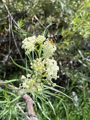 Asclepias subverticillata