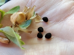 Calystegia occidentalis