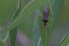 Gonocerus insidiator