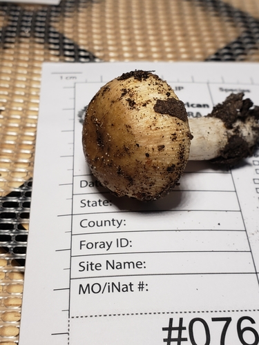 Russula recondita image