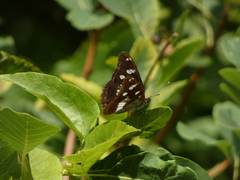 Limenitis reducta