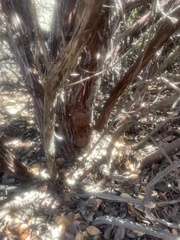 Arctostaphylos tomentosa