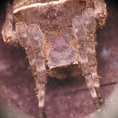 Parawixia