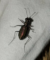 Cicindela punctulata