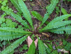 Struthiopteris spicant