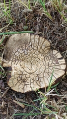 Lycoperdon utriforme