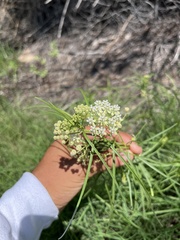 Asclepias subverticillata
