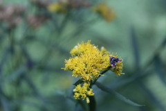 Prochoreutis inflatella