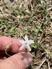 Convolvulus equitans
