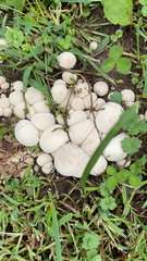 Lycoperdon