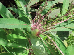 Neolasioptera vernoniae