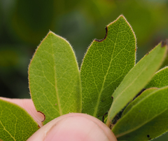 Arctostaphylos tomentosa hebeclada