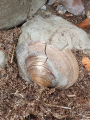 Sinanodonta woodiana