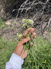 Asclepias subverticillata