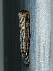 Agriphila vulgivagellus
