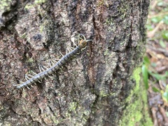 Hemiscolopendra marginata