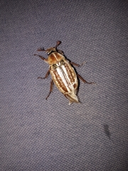 Anoxia australis