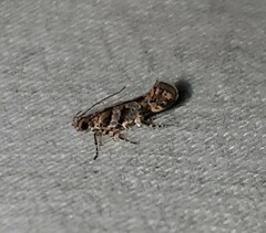 Aristotelia devexella