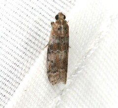 Sciota rubrisparsella