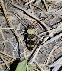 Megacyllene antennata