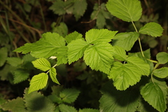 Rubus idaeus