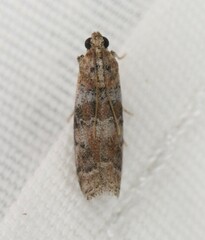 Sciota rubrisparsella