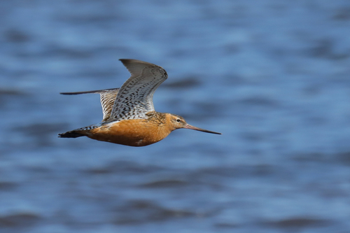 Bar-tailed Godwit