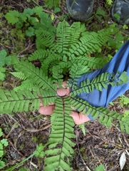 Adiantum aleuticum