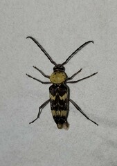 Megacyllene antennata