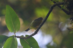 Basileuterus culicivorus