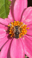 Eristalis arbustorum