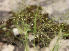 Panicum philadelphicum