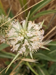 Dipsacus sativus
