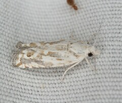Tortricoidea
