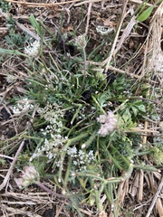 Daucus carota
