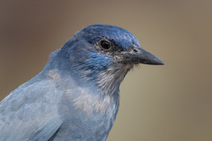 Pinyon Jay photo 2