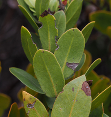 Arctostaphylos tomentosa hebeclada
